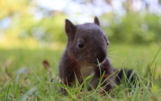 Eichhörnchen - Paten gesucht